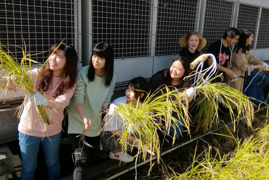  2019 Hakutsuru Ginza Tenku Rice Harvesting
　~ Hakutsuru Sake Brewery ~