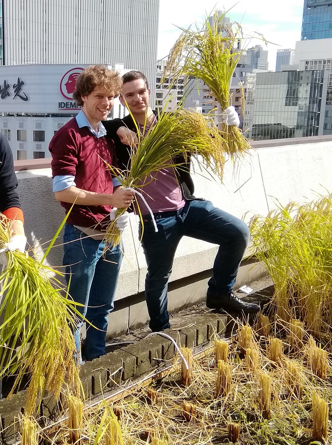  2019 Hakutsuru Ginza Tenku Rice Harvesting
　~ Hakutsuru Sake Brewery ~