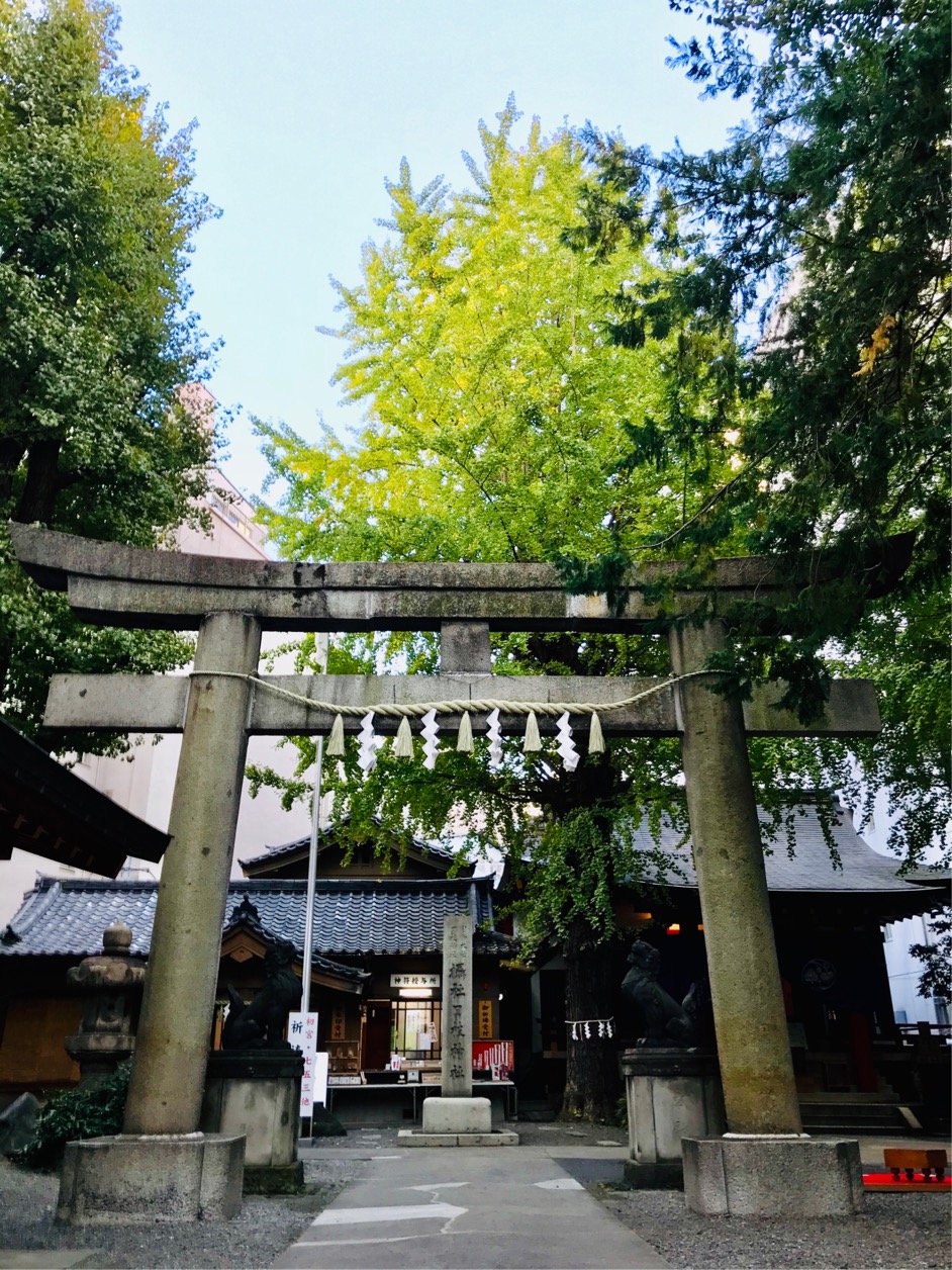  〇 Maybe your luck will increase! Three Shinto shrines with golden ginkgo shining