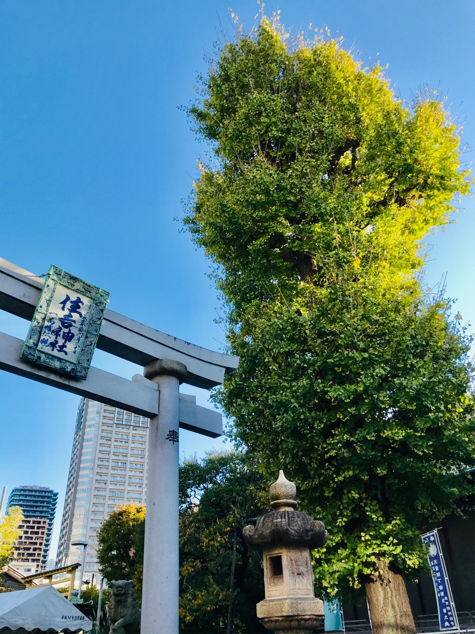 The Great Ginkgo that stretches quickly in the sky of Tsukuda-Sumiyoshi-jinja Shirine-You may get better luck! ? Three Shinto shrines with golden ginkgo shining