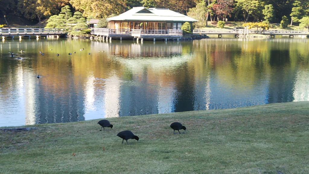 In the tide pond, many water birds go to Hamarikyu at the Tokyo Metropolitan Garden Autumn Leaves Tour in stamp rally.