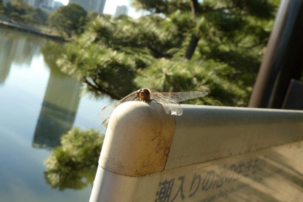 There was still a red dragonfly to Hamarikyu at stamp rally.