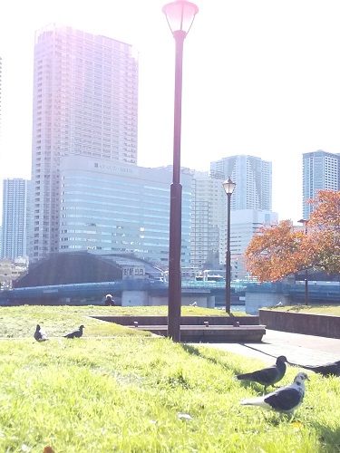  A pigeon in Hatoba Park? ？ ？