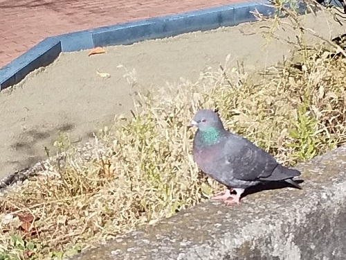  A pigeon in Hatoba Park? ？ ？