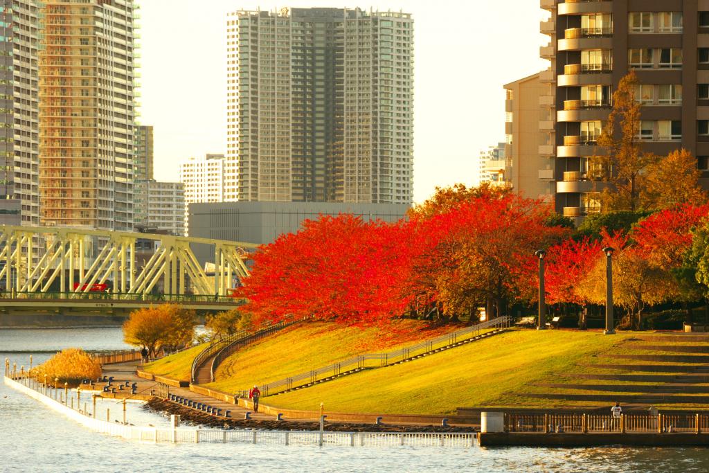 Autumn remnants of Sumida River Terrace near Ishikawajima Park