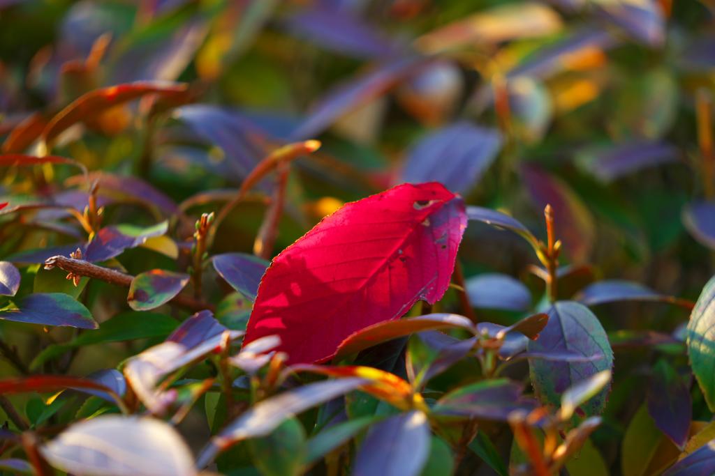  Autumn Remnants of Sumida River Terrace