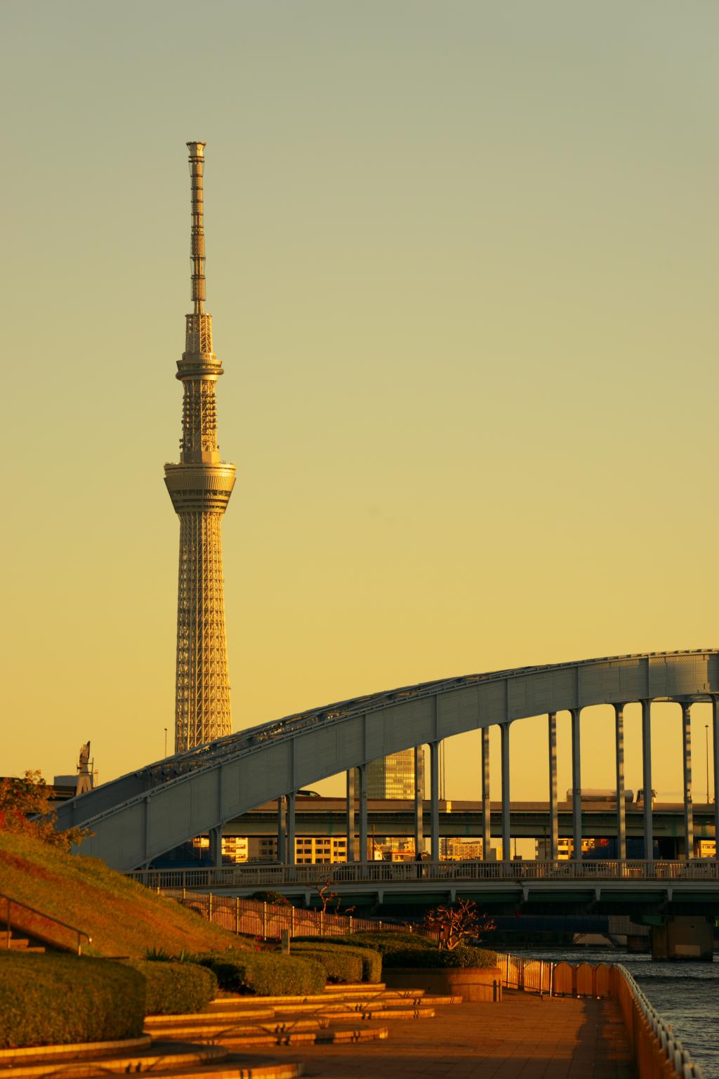  Autumn Remnants of Sumida River Terrace