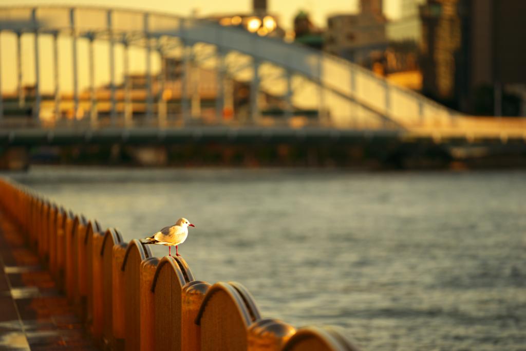 Birds can also be seen in the autumn remnants of Sumida River Terrace