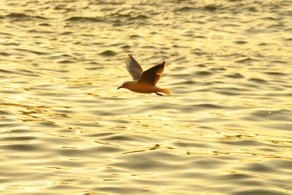  Autumn Remnants of Sumida River Terrace