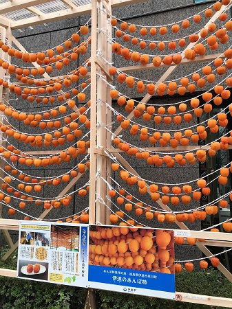  The sight of early winter of white persimmon